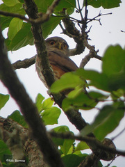 Glaucidium tephronotum