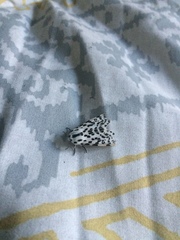 Hypercompe permaculata