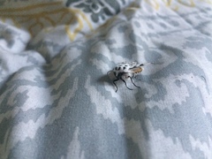 Hypercompe permaculata