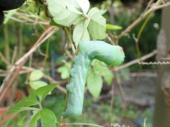 Theretra pallicosta
