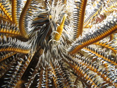 Laomenes amboinensis