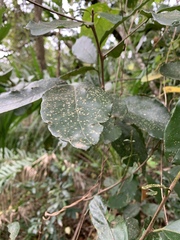 Cryptocarya latifolia