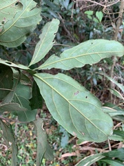 Cryptocarya latifolia