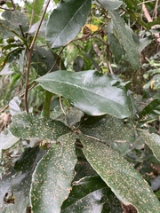 Cryptocarya latifolia