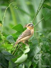 Pachyphantes superciliosus