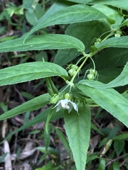 Cyclocodon lancifolius