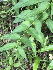 Cyclocodon lancifolius