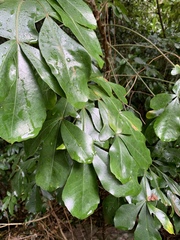 Cussonia sphaerocephala