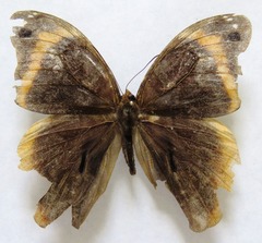 Catoblepia orgetorix