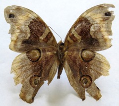 Catoblepia orgetorix