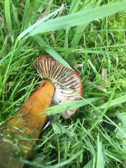 Hygrocybe conica