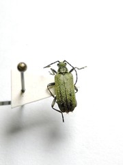Acmaeops smaragdula