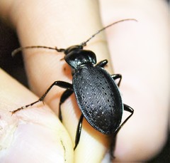 Carabus goryi