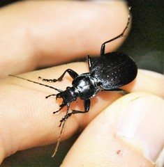 Carabus goryi