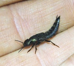 Platydracus viridanus