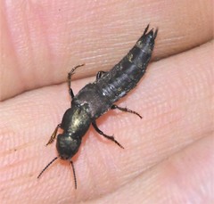 Platydracus viridanus