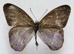 Amiga arnaca