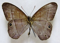 Amiga arnaca