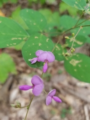 Desmodium rotundifolium
