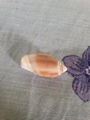 Olivancillaria