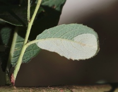 Stigmella salicis