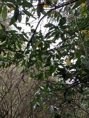 Justicia adhatodoides