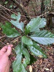 Justicia adhatodoides