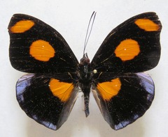 Catonephele numilia esite