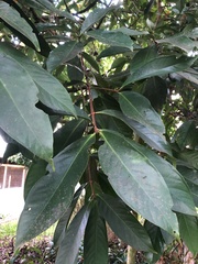 Syzygium malaccense