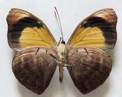 Catonephele numilia esite