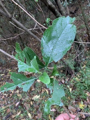 Justicia adhatodoides