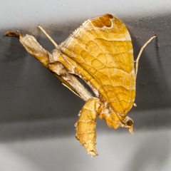 Eulithis molliculata