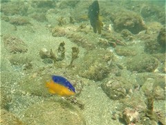 Stegastes flavilatus