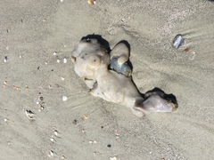 Aplidium stellatum