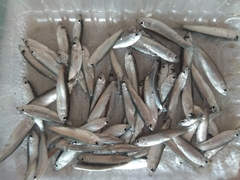 Clupeonella cultriventris