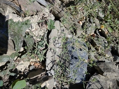 Satureja hortensis