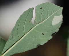 Stigmella salicis