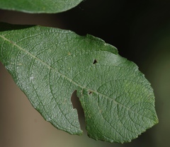 Stigmella salicis