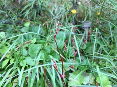 Persicaria minor