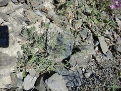 Satureja hortensis