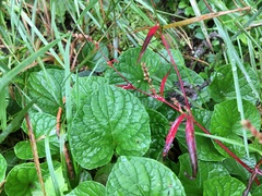Persicaria minor