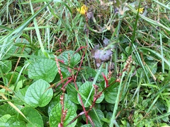 Persicaria minor