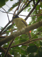 Pogoniulus atroflavus