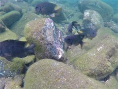 Stegastes flavilatus