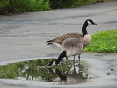 Branta canadensis