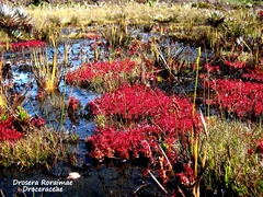 Drosera roraimae