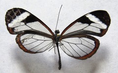 Oleria paula