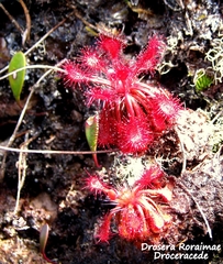 Drosera roraimae