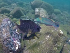 Stegastes flavilatus