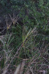 Cyperus textilis